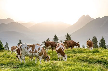 Achensee Tourismus_Kühe am Plattl Cattle on the Hochplatte