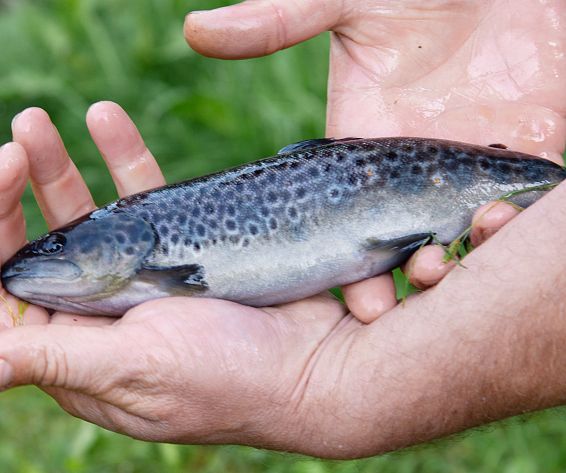 leo-trixl-fischzucht-4238-2