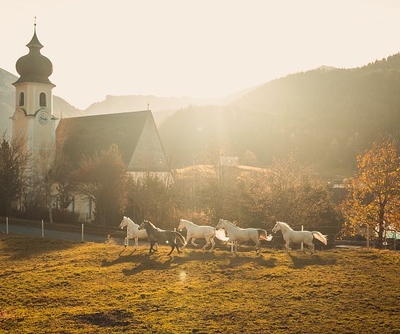 lipizzaner-koppel-kirche-achenkirch-posthotel-2