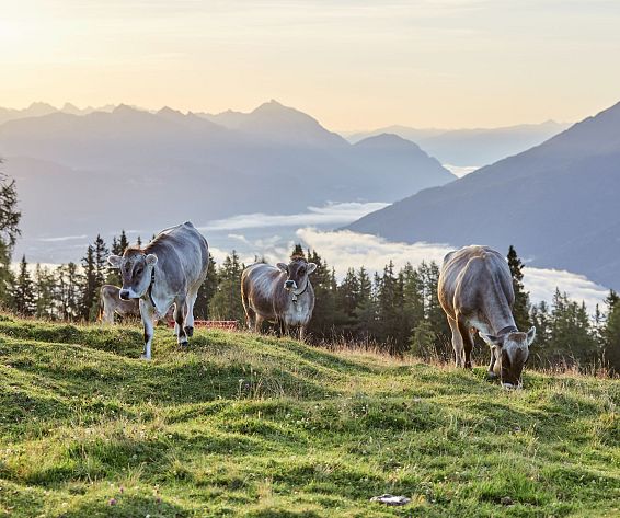Mieminger Plateau_Alm_Almwiese_Berglandschaft_Kühe auf der Alm_Tirol_hotelsINshape_best fitness hotels_Alpenresort_Schwarz@Tourismusverband_Innsbruck_2018