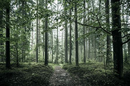MuehlviertelGranitlandWald_MuehlviertlerGranitlandAndreasBalon