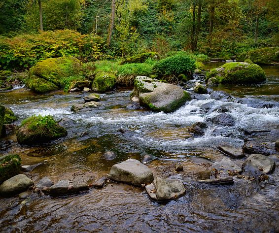 Mühlviertel_Wald-Bach-AdobeStock_463965112