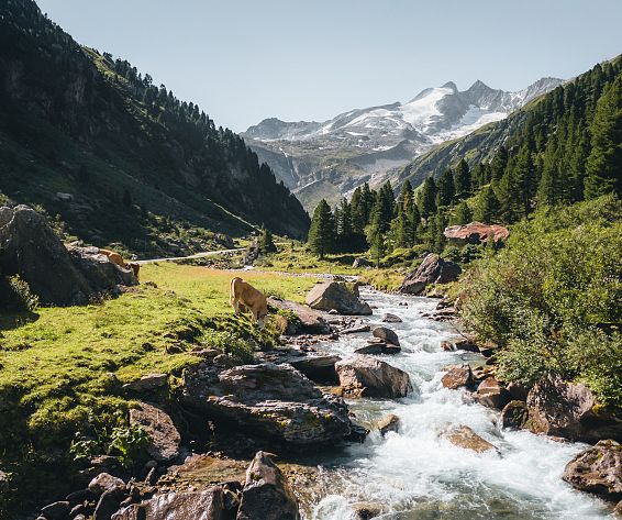 rs446-wildgerlostal-hochkrimmlc-ferienregion-nationalpark-hohe-tauern-daniel-kogler-89-2