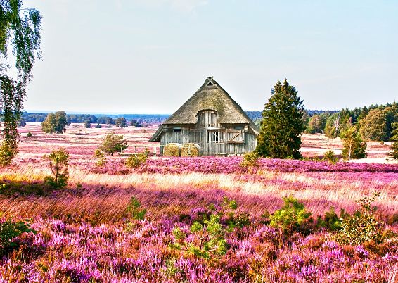 luneburgerheide-adobestock-36466385-3