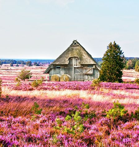 luneburgerheide-adobestock-36466385-4
